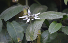 Passiflora bogotensis