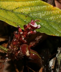 Flemingia parviflora