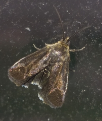 Nothobrachodes infanda