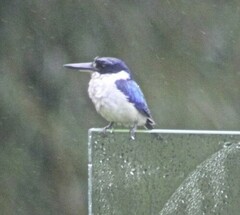 Todiramphus macleayii