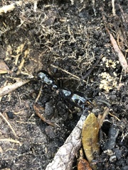 Plectroctena mandibularis