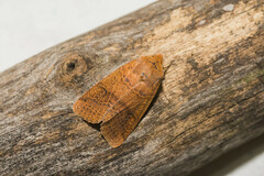 Agrochola pistacinoides