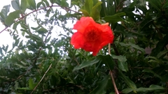 Punica granatum