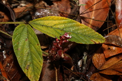 Flemingia parviflora