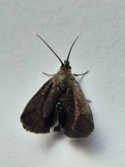 Nothobrachodes infanda