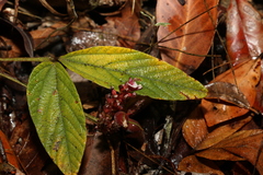 Flemingia parviflora