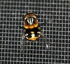 Scaptia auriflua