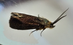 Nothobrachodes infanda