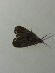 Nothobrachodes infanda