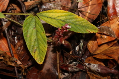 Flemingia parviflora