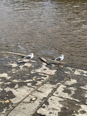 Chroicocephalus ridibundus