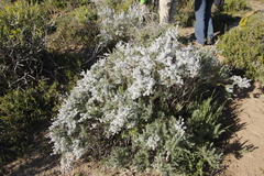Eriocephalus racemosus