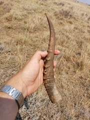 Damaliscus pygargus phillipsi