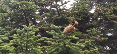 Abies nebrodensis