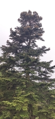Abies nebrodensis