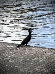 Phalacrocorax carbo