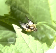 Trichiotinus assimilis