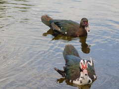 Cairina moschata domestica