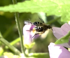 Trichiotinus assimilis