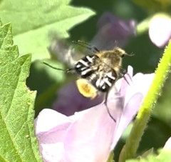 Trichiotinus assimilis