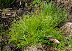 Isolepis cernua