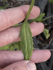 Baccharis plummerae plummerae