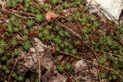 Dawsonia