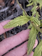 Baccharis plummerae plummerae