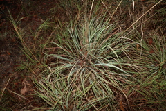 Themeda triandra