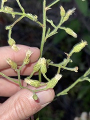 Baccharis plummerae plummerae