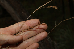 Themeda triandra