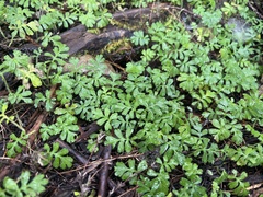 Ellisiophyllum pinnatum