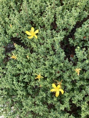 Hypericum balearicum