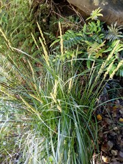 Carex appressa