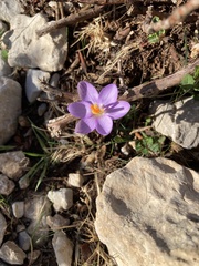 Hypericum balearicum