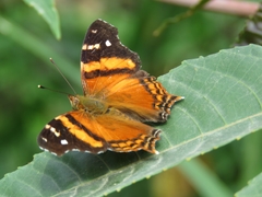 Hypanartia bella