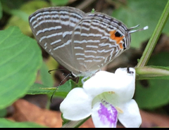 Jamides celeno aelianus