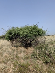 Ziziphus mucronata