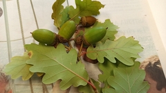 Quercus pauciradiata