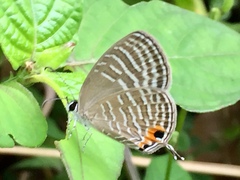 Jamides celeno aelianus