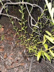 Baccharis plummerae plummerae