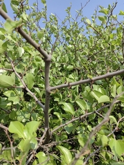 Ziziphus mucronata