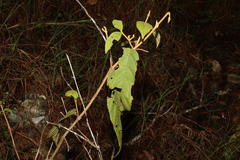 Callicarpa pedunculata