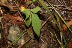 Callicarpa pedunculata