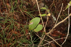 Callicarpa pedunculata