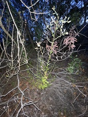 Baccharis plummerae plummerae