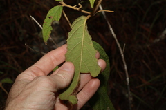 Callicarpa pedunculata