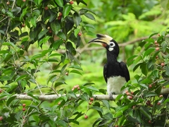 Anthracoceros albirostris