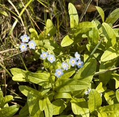 Myosotis
