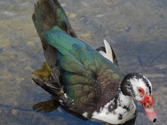 Cairina moschata domestica